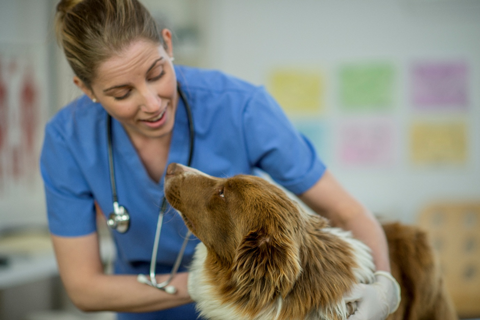 Palin Communications worked with Zoetis Australia to share important pet health messages